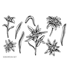 Detail Bunga Edelweis Vector Nomer 35