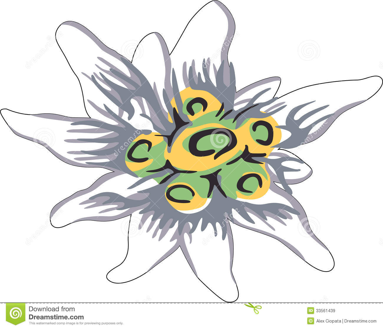 Detail Bunga Edelweis Vector Nomer 40