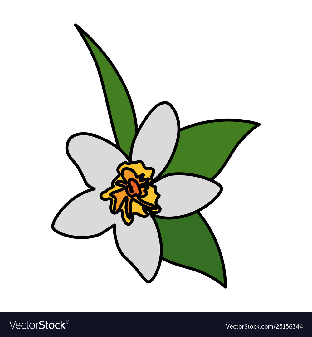 Detail Bunga Edelweis Vector Nomer 47