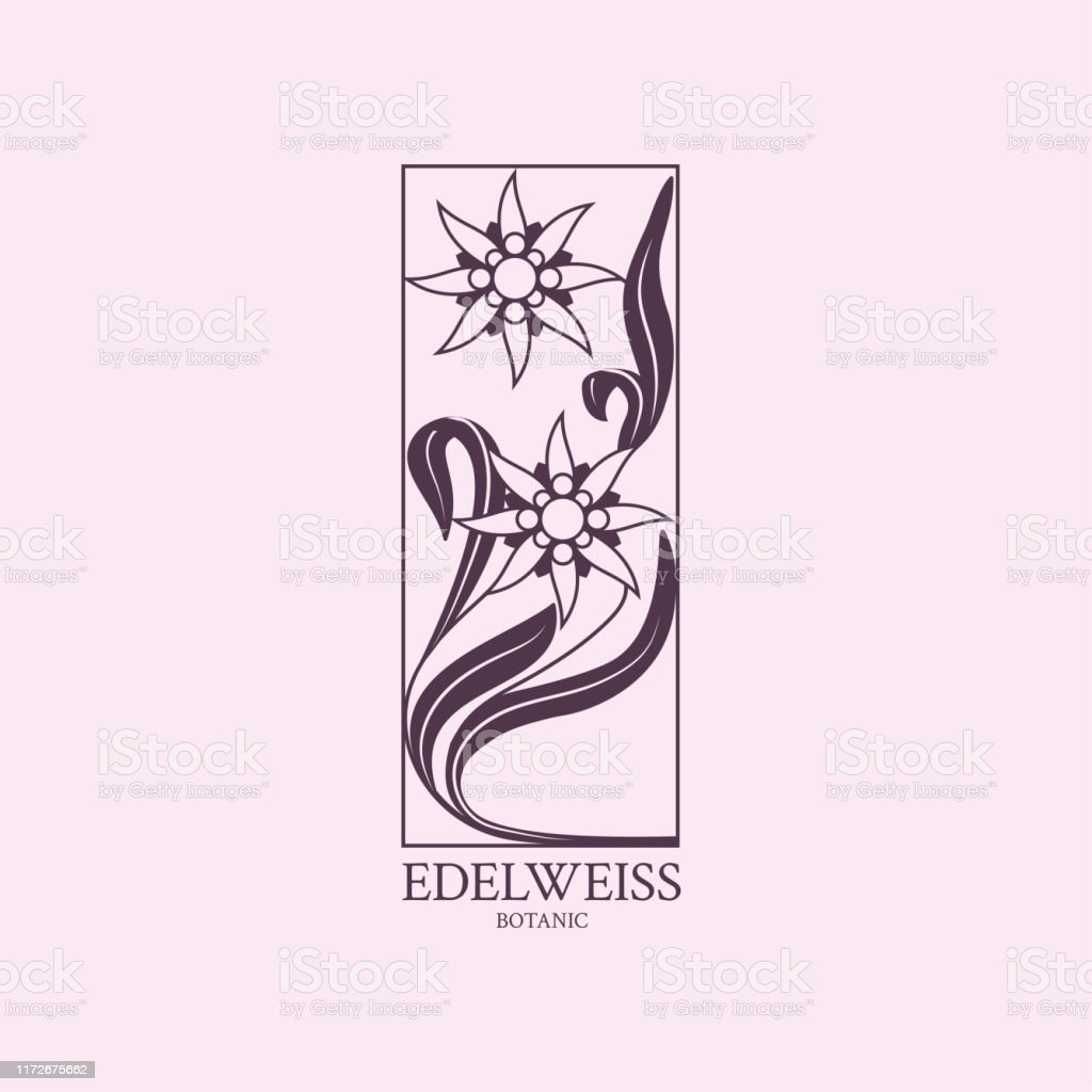 Detail Bunga Edelweis Vector Nomer 48