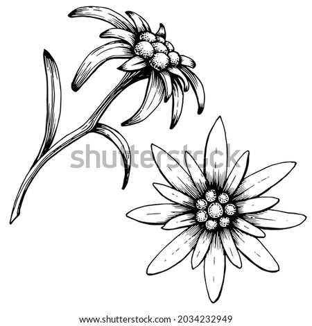 Detail Bunga Edelweis Vector Nomer 50