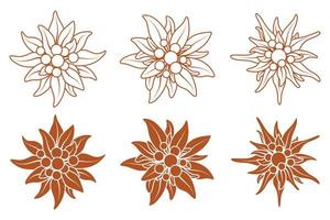 Detail Bunga Edelweis Vector Nomer 53