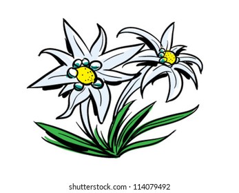 Detail Bunga Edelweis Vector Nomer 7