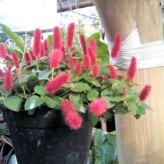 Detail Bunga Ekor Kucing Merah Nomer 28