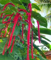 Detail Bunga Ekor Kucing Merah Nomer 48