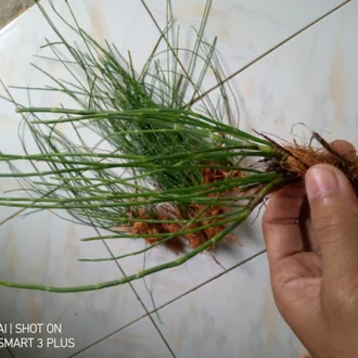 Detail Bunga Ekor Kuda Nomer 37