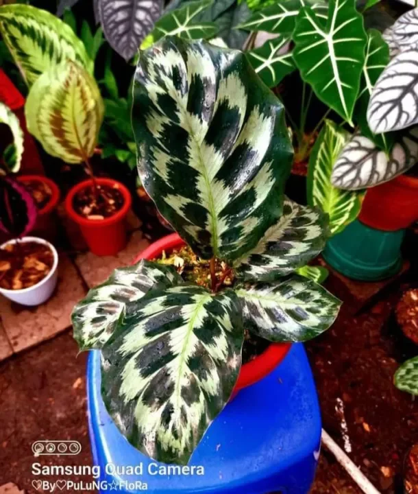 Detail Bunga Ekor Merak Nomer 36