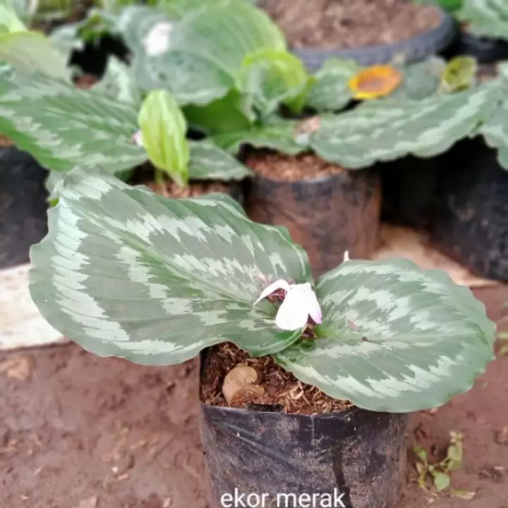 Detail Bunga Ekor Merak Nomer 48