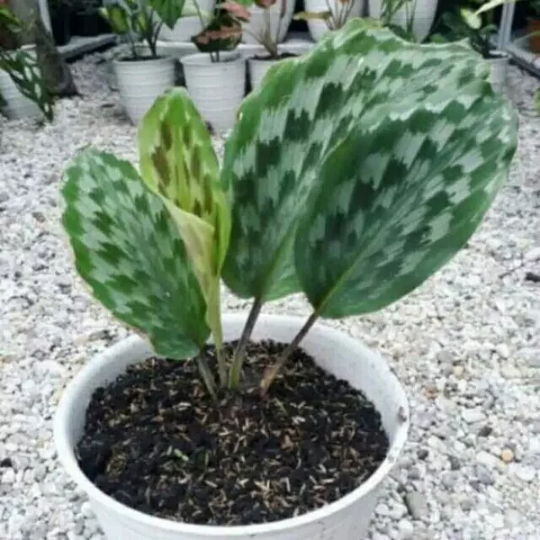 Detail Bunga Ekor Merak Nomer 10