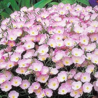 Detail Bunga Evening Primrose Nomer 26