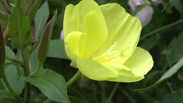 Detail Bunga Evening Primrose Nomer 30