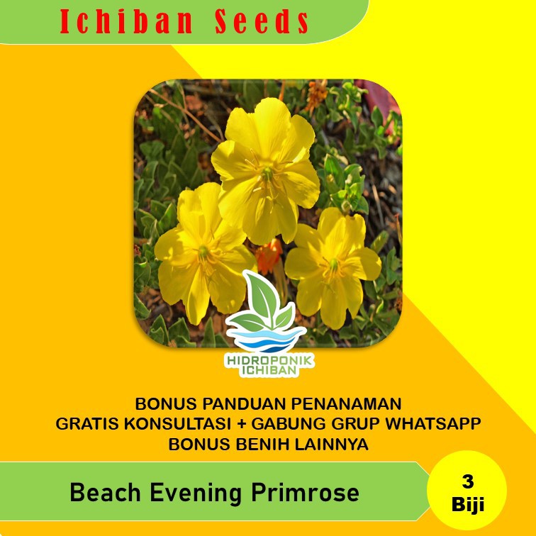 Detail Bunga Evening Primrose Nomer 40