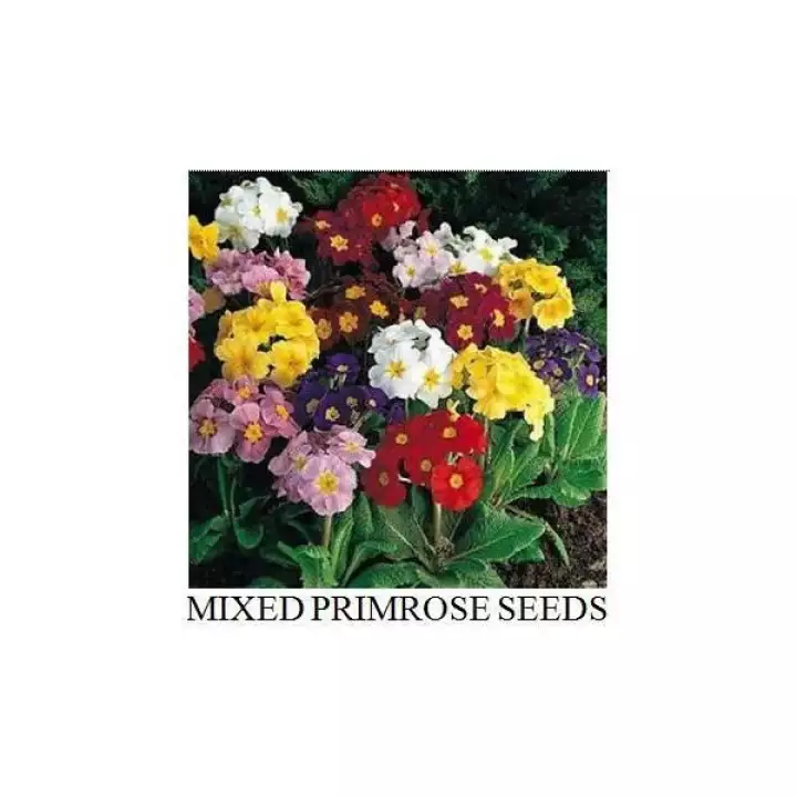 Detail Bunga Evening Primrose Nomer 56