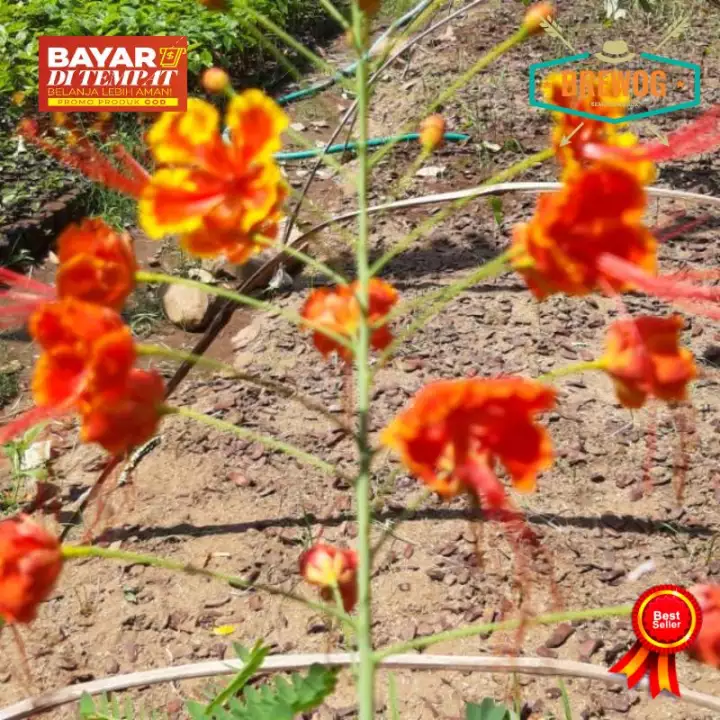 Detail Bunga Flamboyan Putih Nomer 47