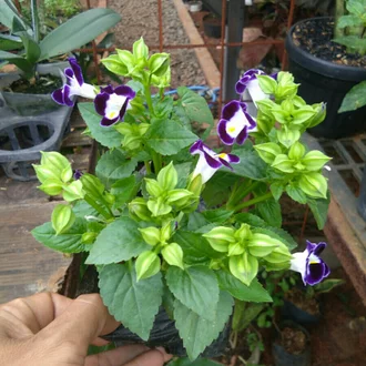 Detail Bunga Gantung Ungu Nomer 32