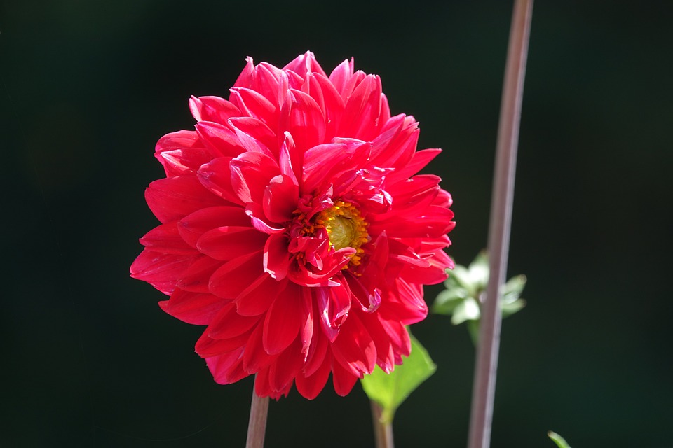 Detail Bunga Gardenia Merah Nomer 2