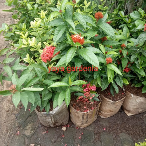 Detail Bunga Gardenia Merah Nomer 52