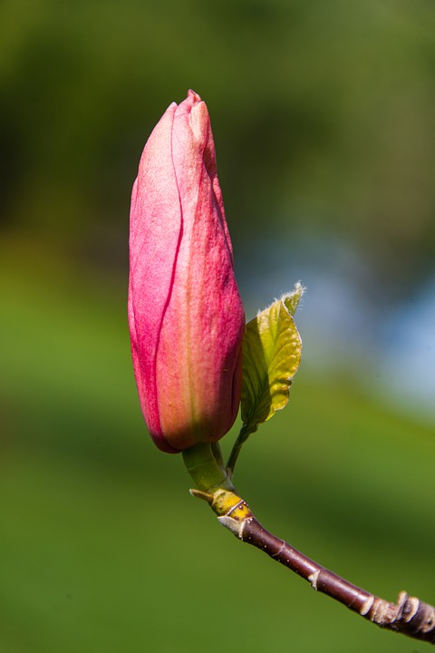 Detail Bunga Gardenia Merah Nomer 7