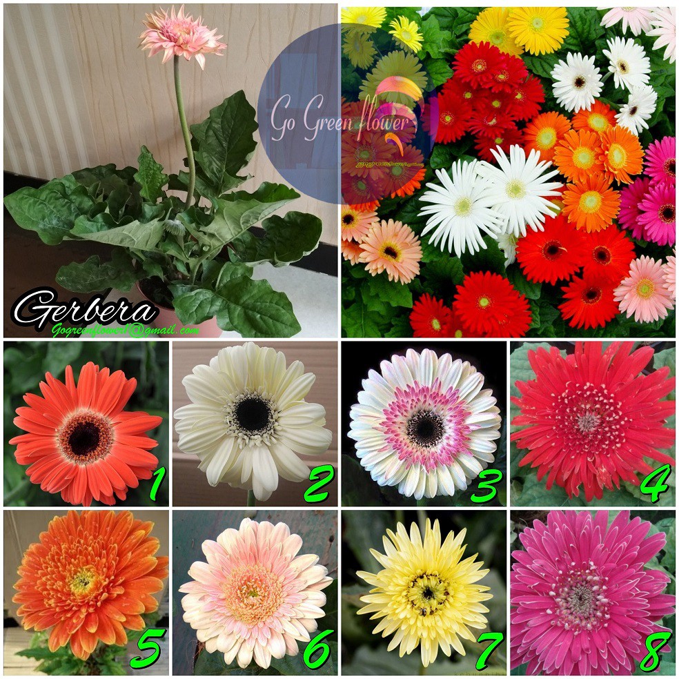 Detail Bunga Gerbera Daisy Nomer 13