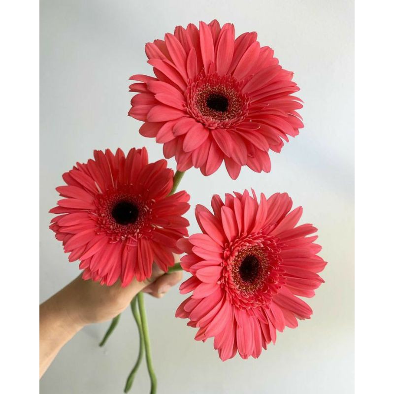 Detail Bunga Gerbera Daisy Nomer 14