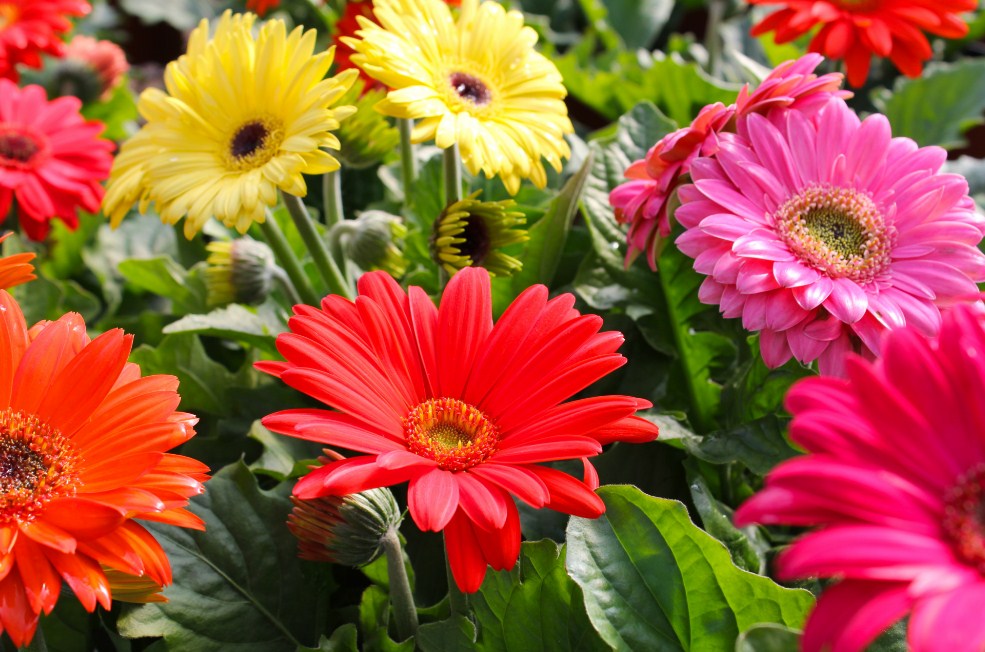 Detail Bunga Gerbera Daisy Nomer 3