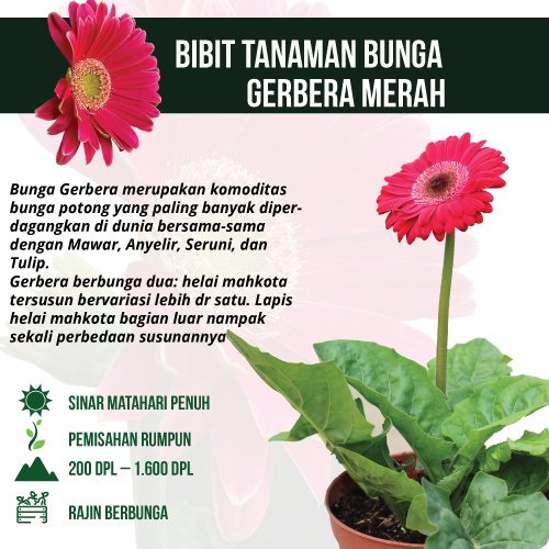 Detail Bunga Gerbera Daisy Nomer 21