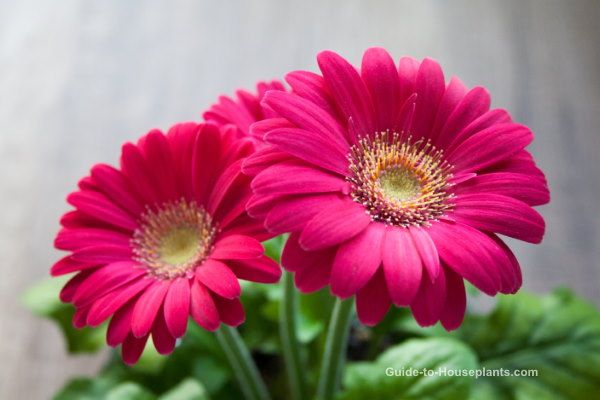 Detail Bunga Gerbera Daisy Nomer 27