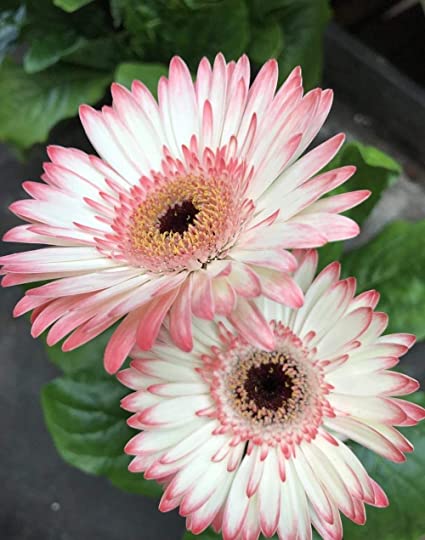 Detail Bunga Gerbera Daisy Nomer 32