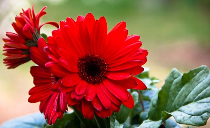 Detail Bunga Gerbera Daisy Nomer 8