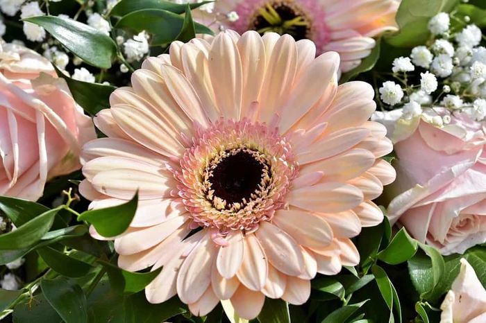 Detail Bunga Gerbera Daisy Nomer 9