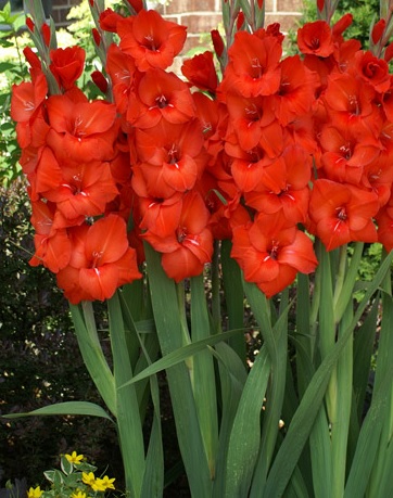 Bunga Gladiol Merah - KibrisPDR