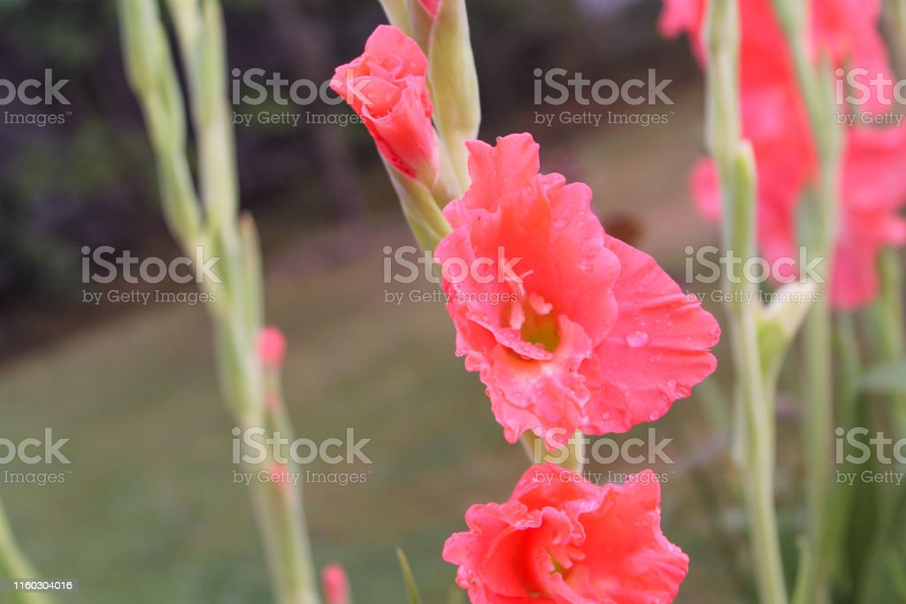 Detail Bunga Gladiol Merah Nomer 41