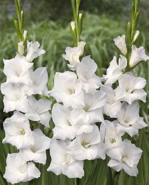 Detail Bunga Gladiol Putih Nomer 2