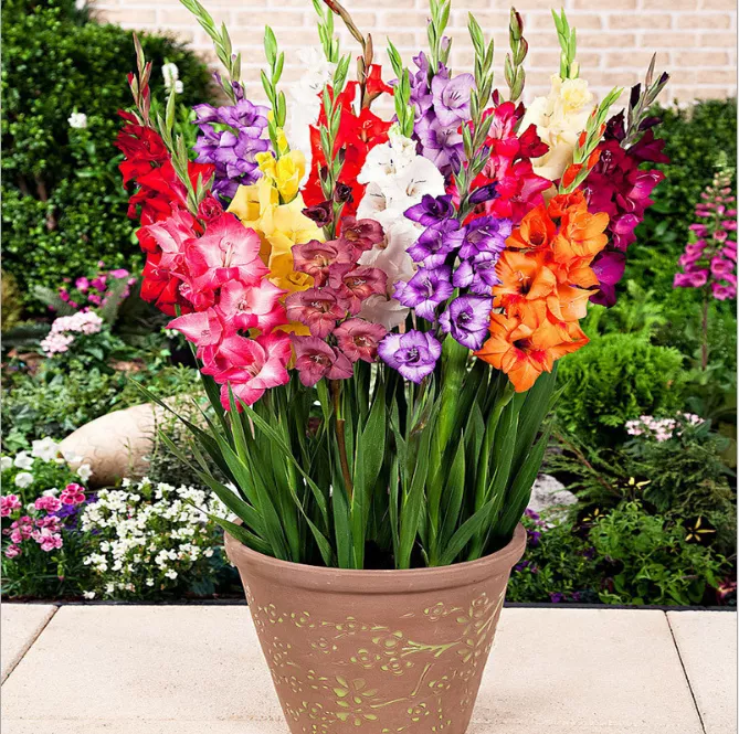 Detail Bunga Gladiol Putih Nomer 17
