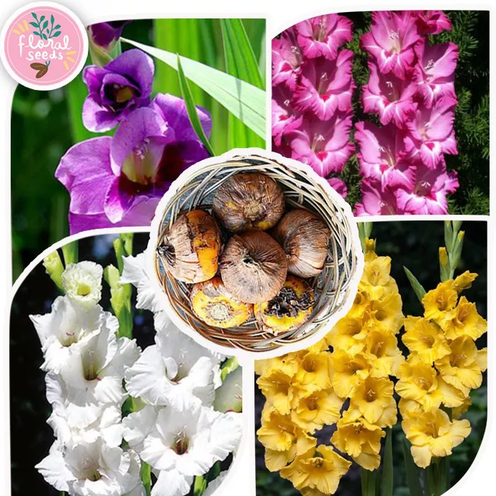 Detail Bunga Gladiol Putih Nomer 18