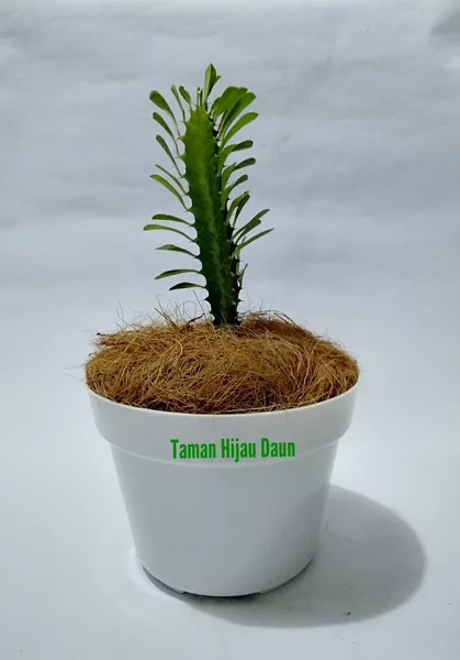 Detail Bunga Hias Dalam Pot Nomer 38