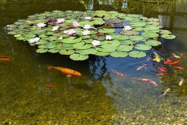 Detail Bunga Hiasan Kolam Ikan Nomer 19