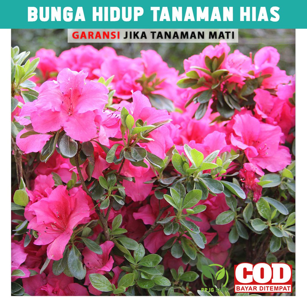 Detail Bunga Hiasan Taman Nomer 50