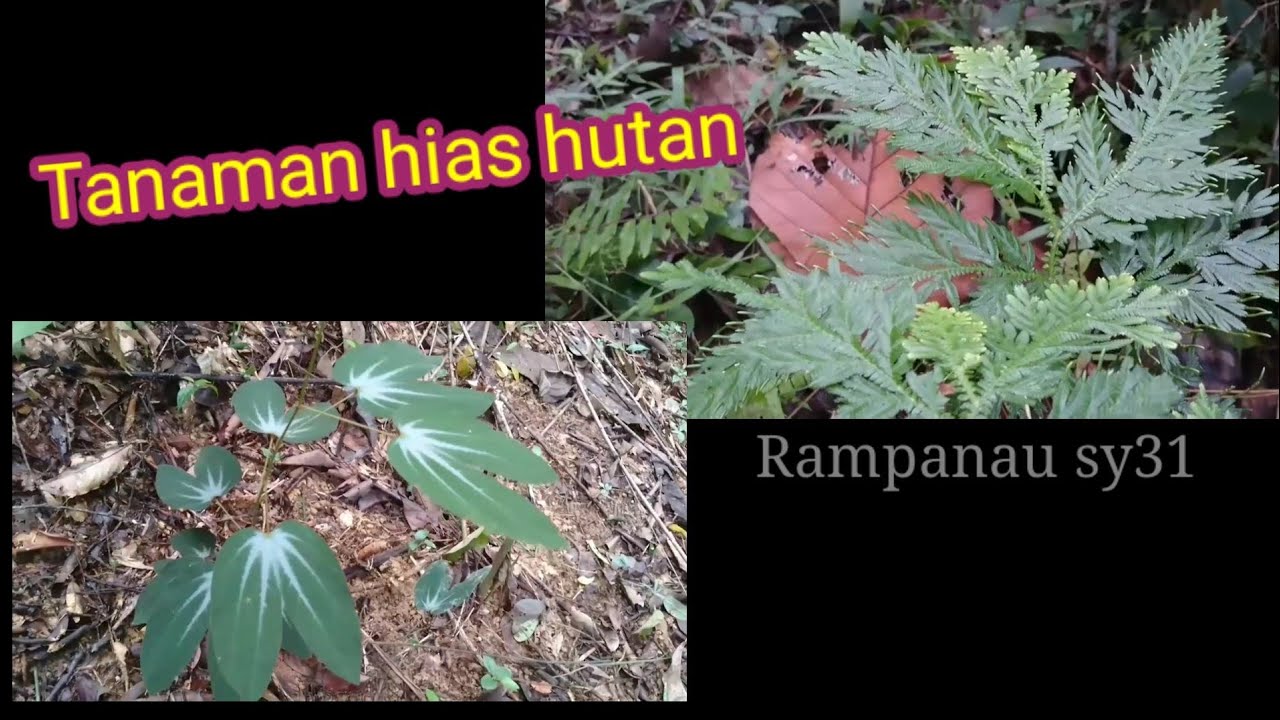 Detail Bunga Hutan Liar Nomer 20