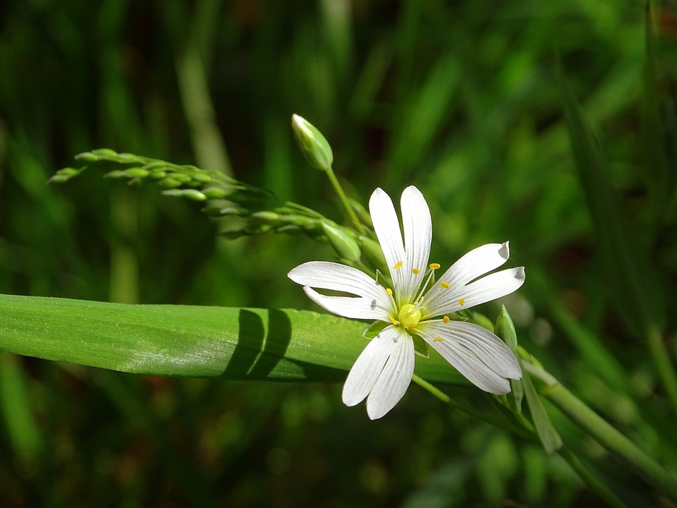 Detail Bunga Hutan Liar Nomer 45