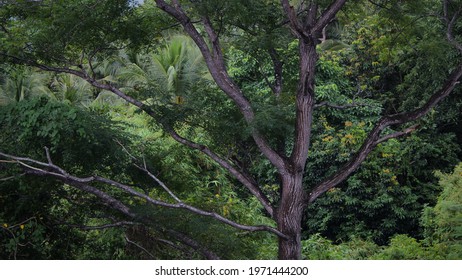 Detail Bunga Hutan Tropis Nomer 39