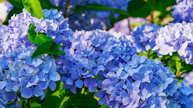 Detail Bunga Hydrangea Nomer 11