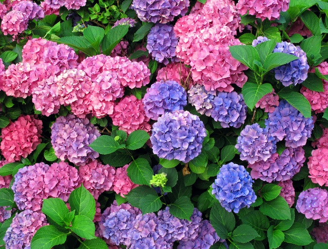 Detail Bunga Hydrangea Nomer 12