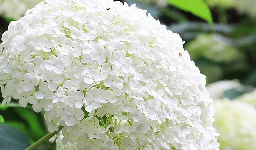 Detail Bunga Hydrangea Nomer 15