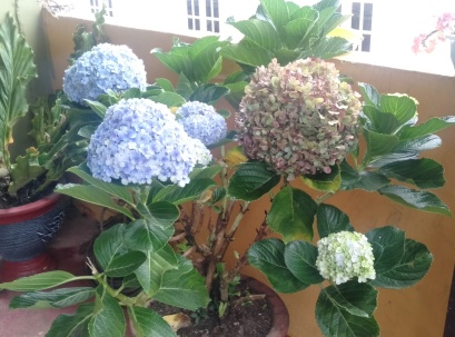 Detail Bunga Hydrangea Nomer 16