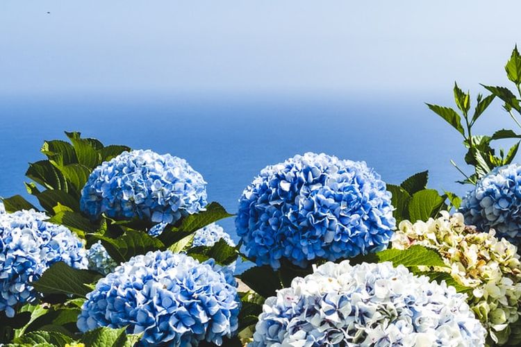 Detail Bunga Hydrangea Nomer 17