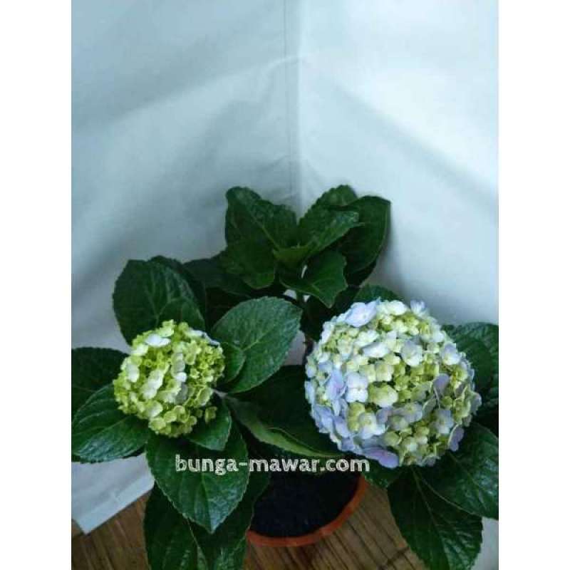 Detail Bunga Hydrangea Nomer 19