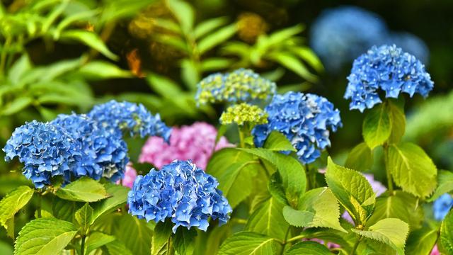 Detail Bunga Hydrangea Nomer 25