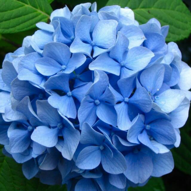 Detail Bunga Hydrangea Nomer 27