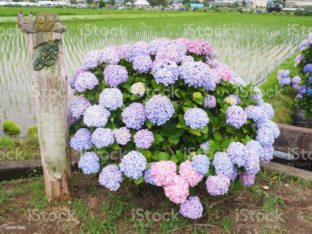 Detail Bunga Hydrangea Nomer 29